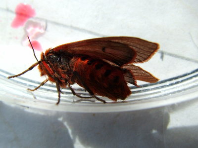 Ruby Tiger